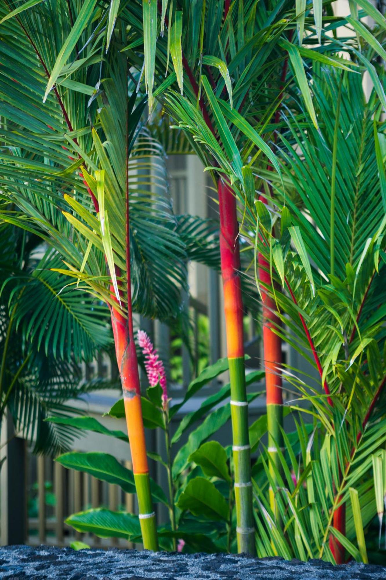 Hana Kai Maui - #106 Kuakahi Partial Oceanview Studio Extérieur photo
